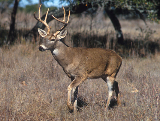 White-tailed deer (Odocoileus virginianus) — the primary visual model behind Sitka and W.L. Gore's Optifade concealment system.