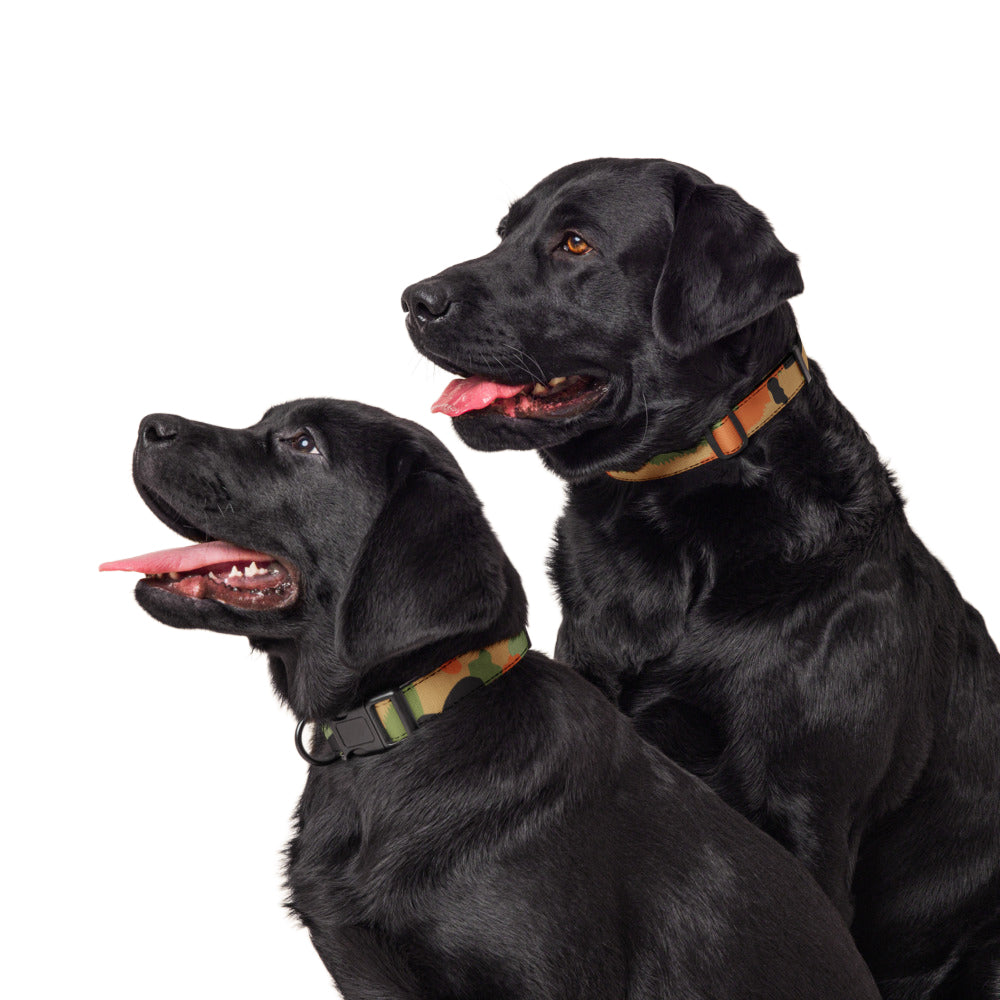 Leibermuster Camo Dog Collar _ Concealing Coloration