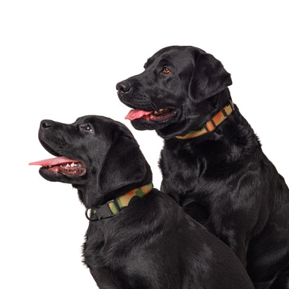 Leibermuster Camo Dog Collar _ Concealing Coloration