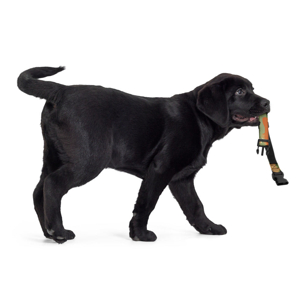 Leibermuster Camo Dog Collar _ Concealing Coloration