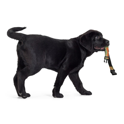 Leibermuster Camo Dog Collar _ Concealing Coloration