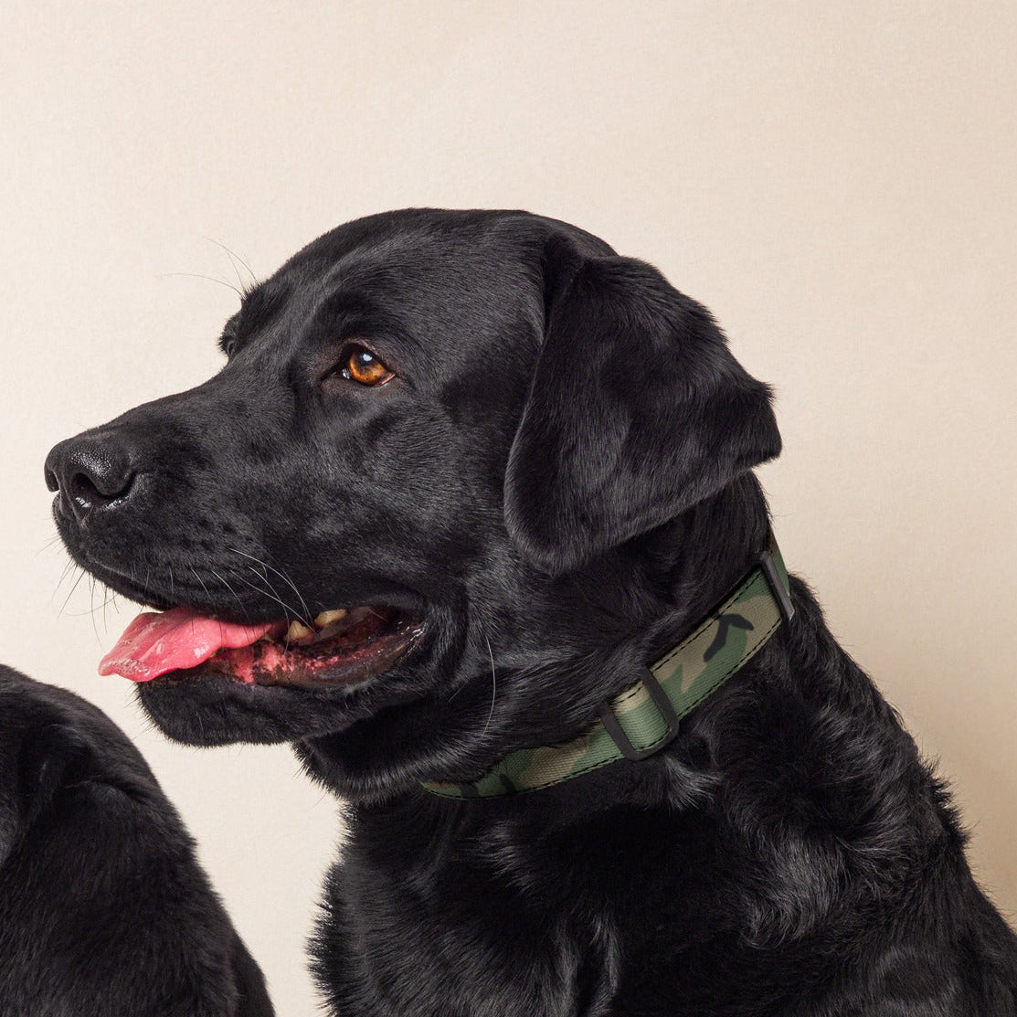 M81 Woodland Camo Dog Collar - Concealing Coloration